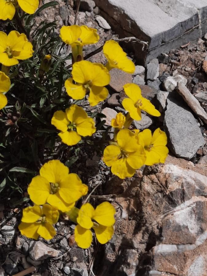 Erysimum jugicola flower