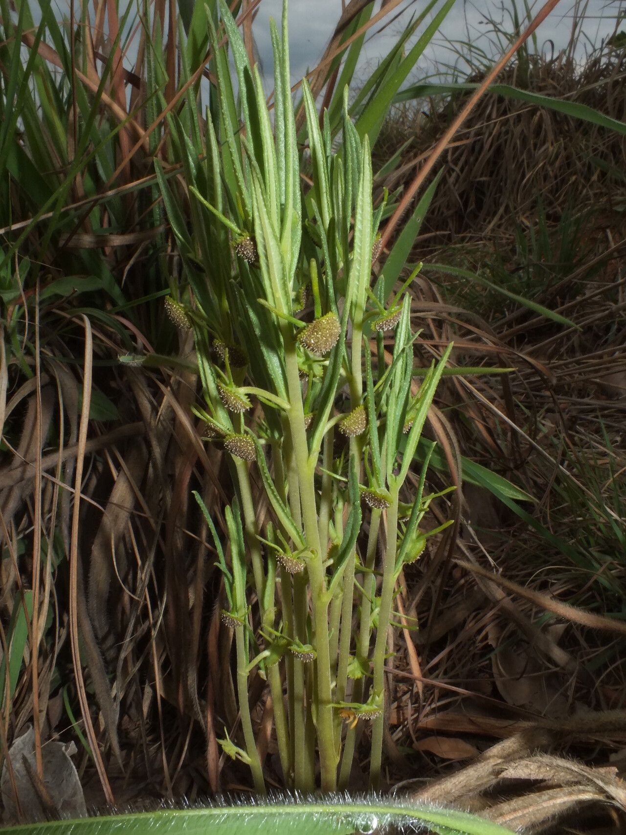 Dorstenia benguellensis habit
