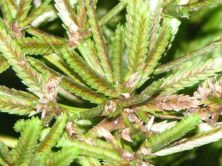 Cyperus miliifolius — houseplant care guide