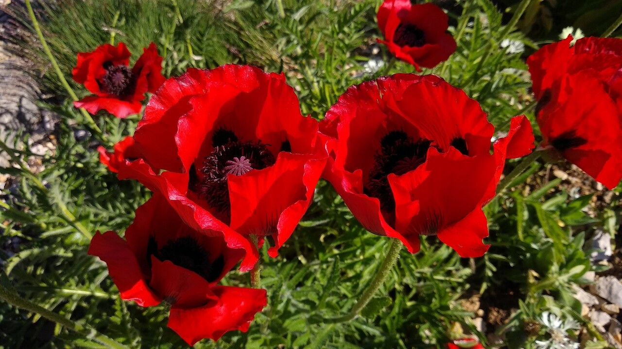 Papaver bracteatum flower
