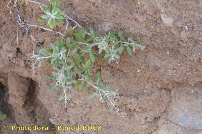 Phagnalon melanoleucum other