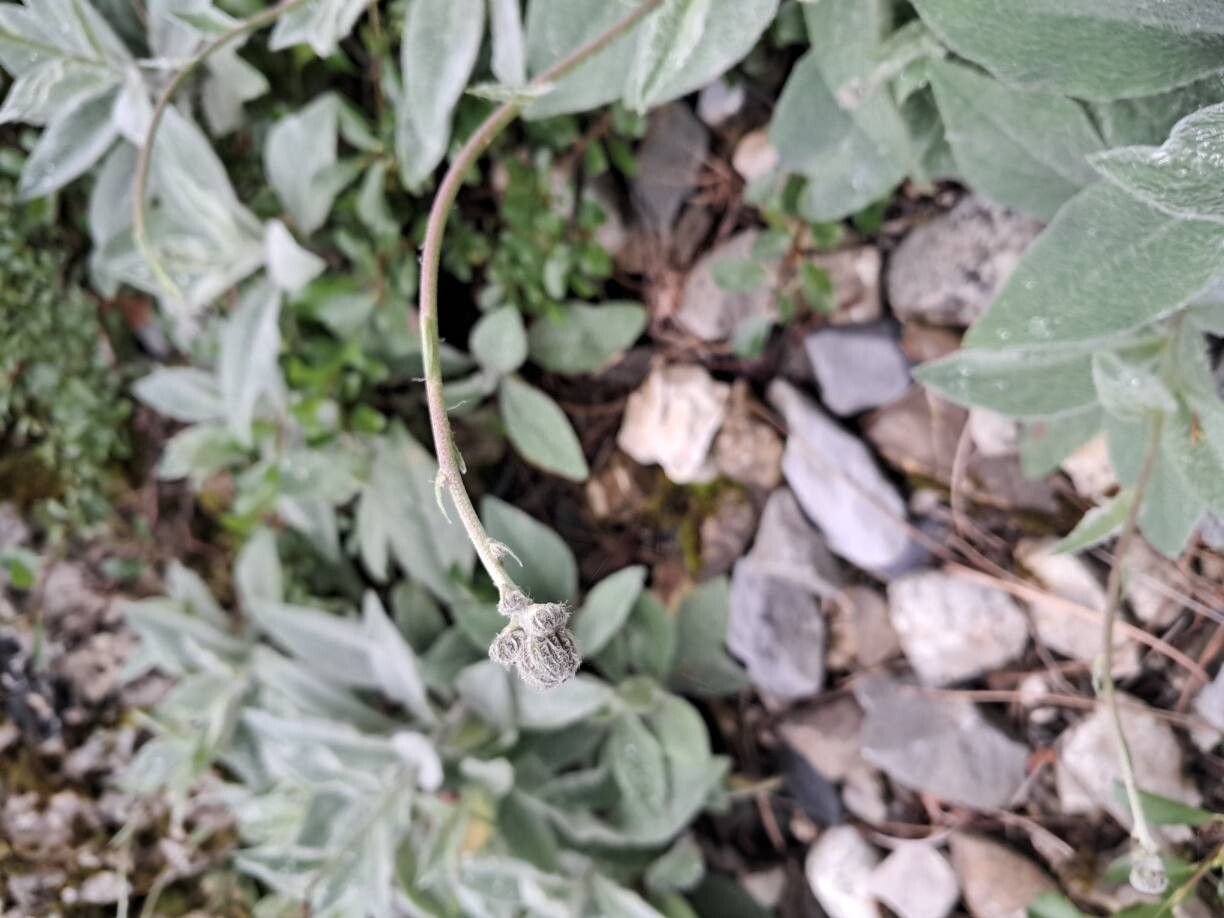 Hieracium pteropogon flower