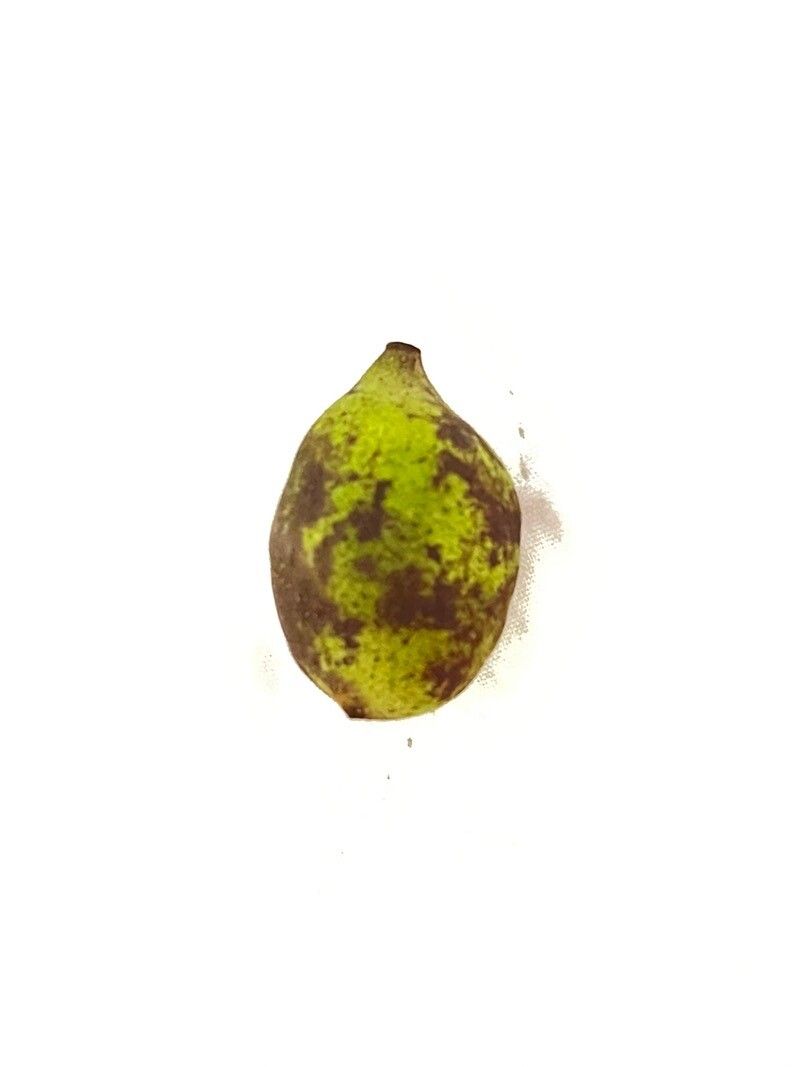 Ficus cataractorum fruit