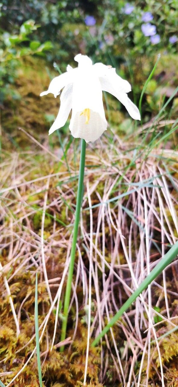 Narcissus moschatus — search result for 'Narcissus'