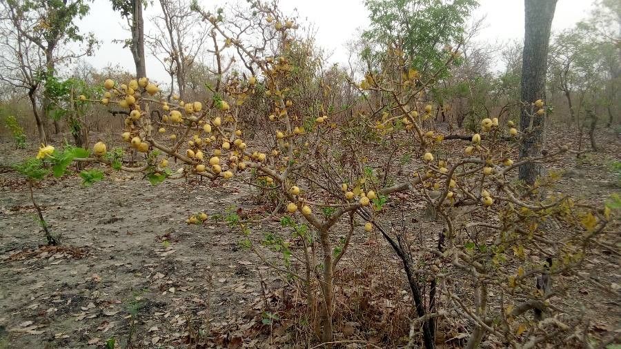 Gardenia aqualla fruit