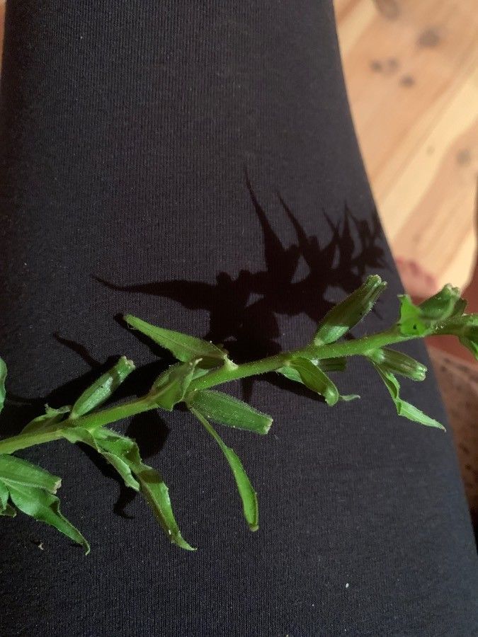 Oenothera stricta fruit