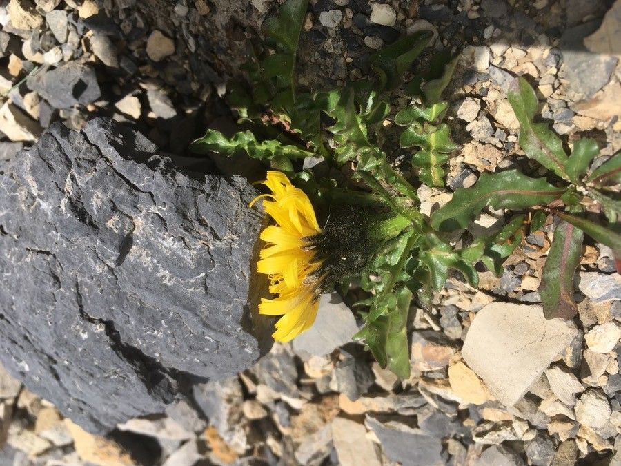 Crepis terglouensis — houseplant care guide