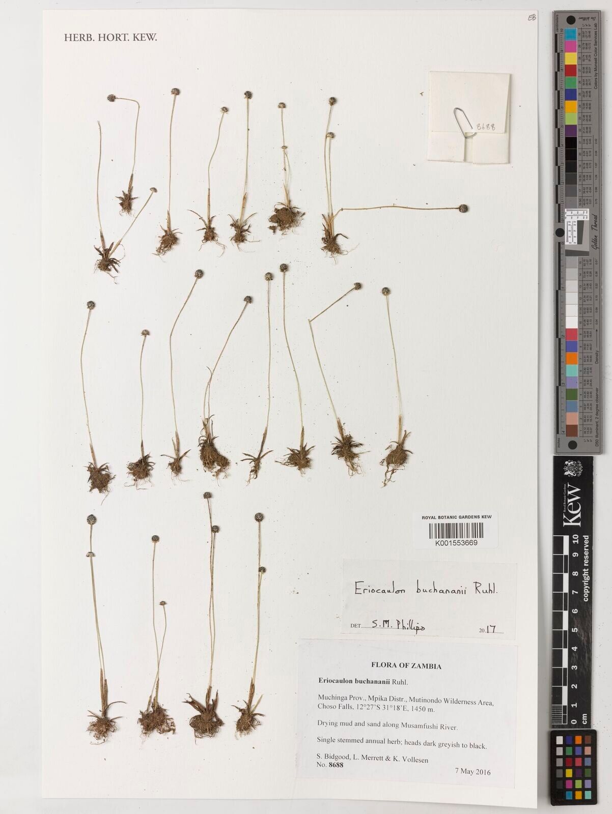 Eriocaulon buchananii — houseplant care guide