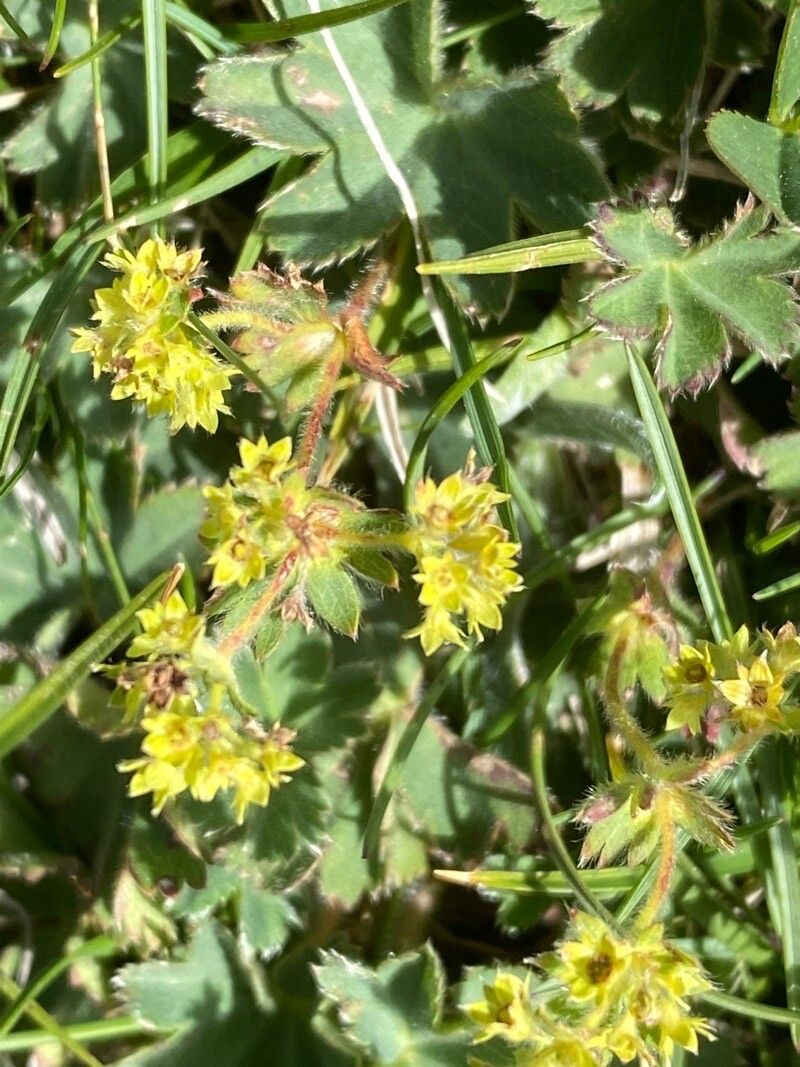 Alchemilla glaucescens flower