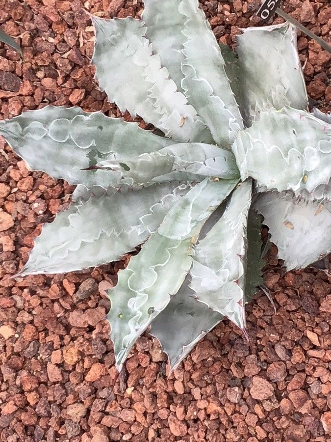 Agave cupreata — search result for 'Agave'