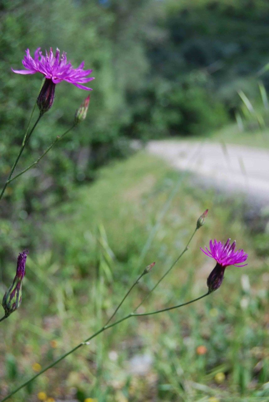 Crupina crupinastrum flower
