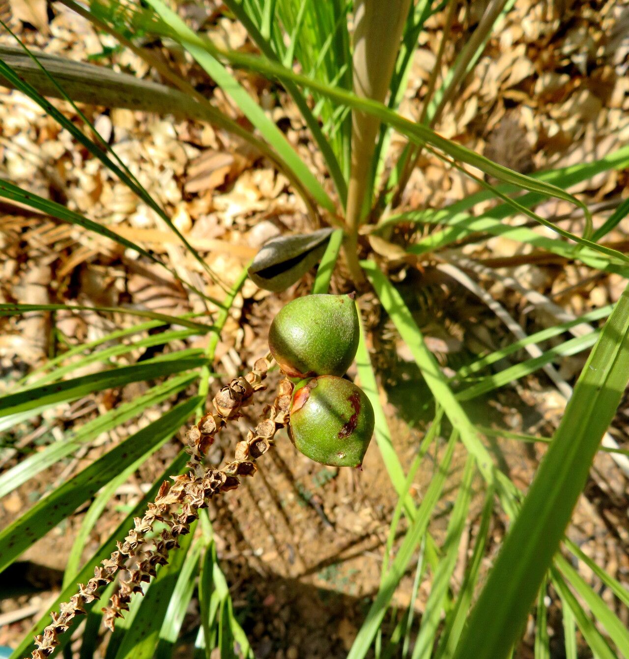 Butia exospadix — related species from the same genus