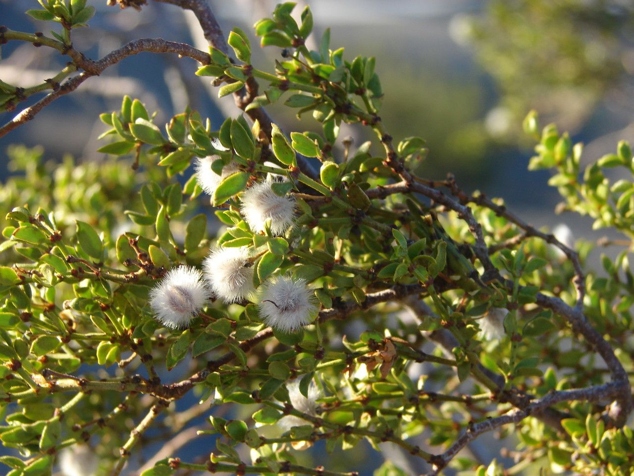 Larrea tridentata flower