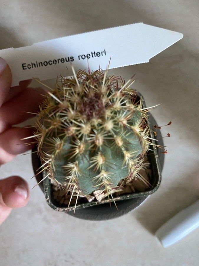Echinocereus × roetteri — search result for 'Echinocereus'