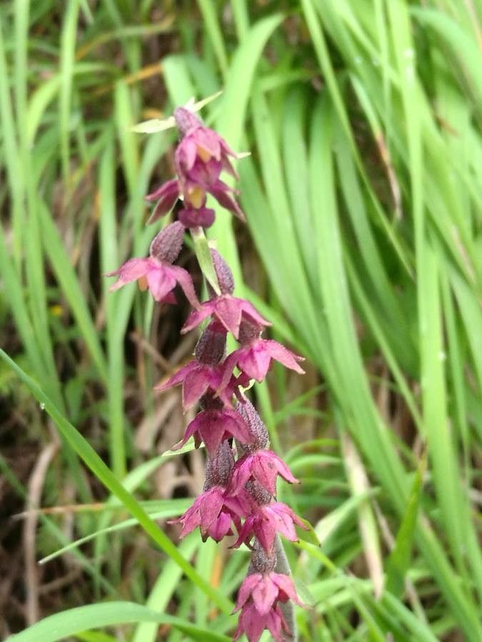 Epipactis atrorubens flower