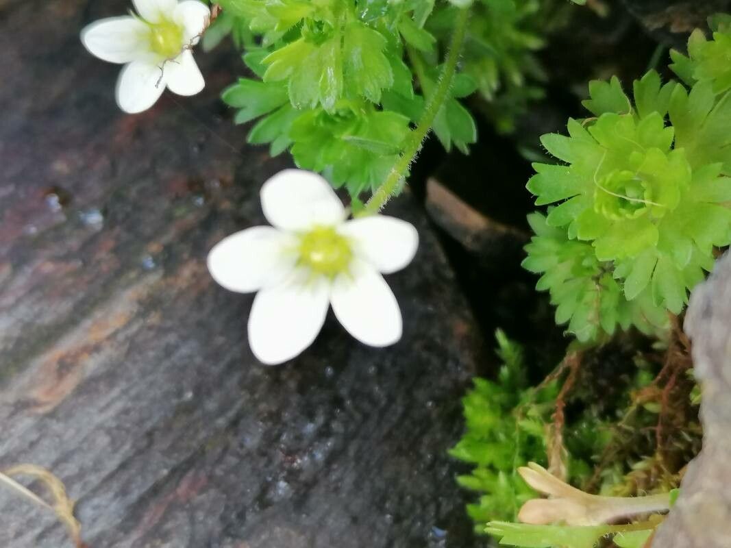Saxifraga praetermissa flower