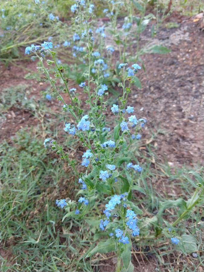 Hackelia velutina habit