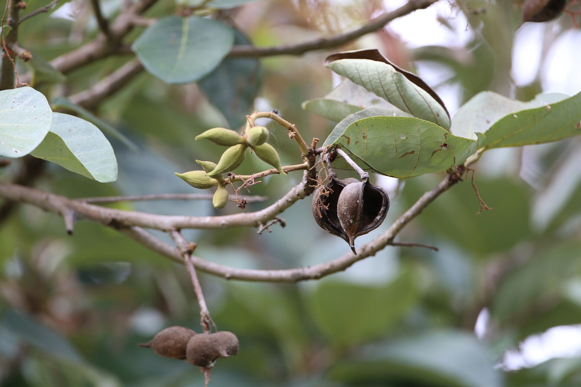 Sterculia subviolacea fruit