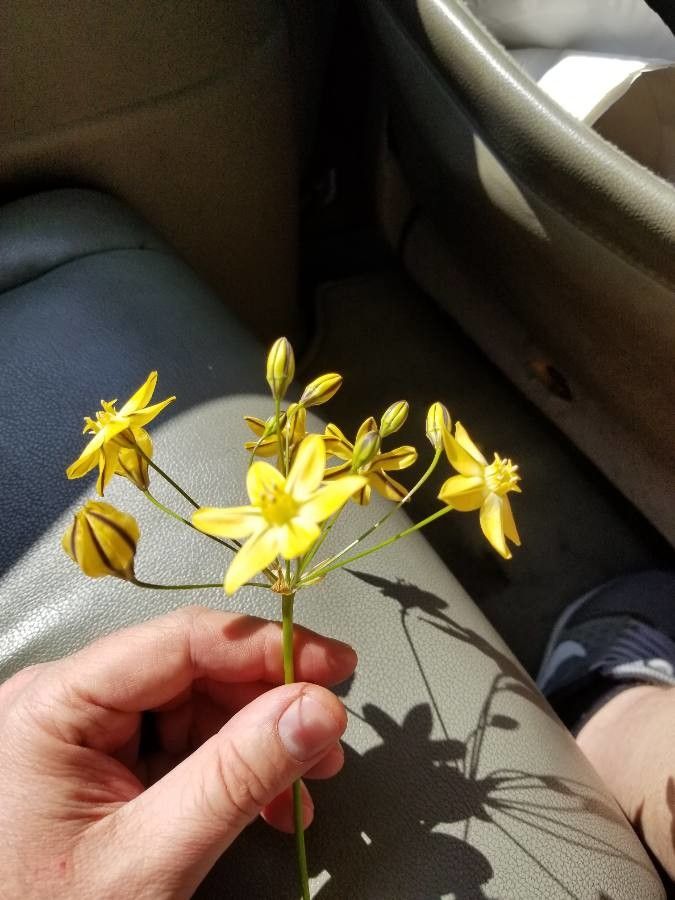 Triteleia ixioides flower