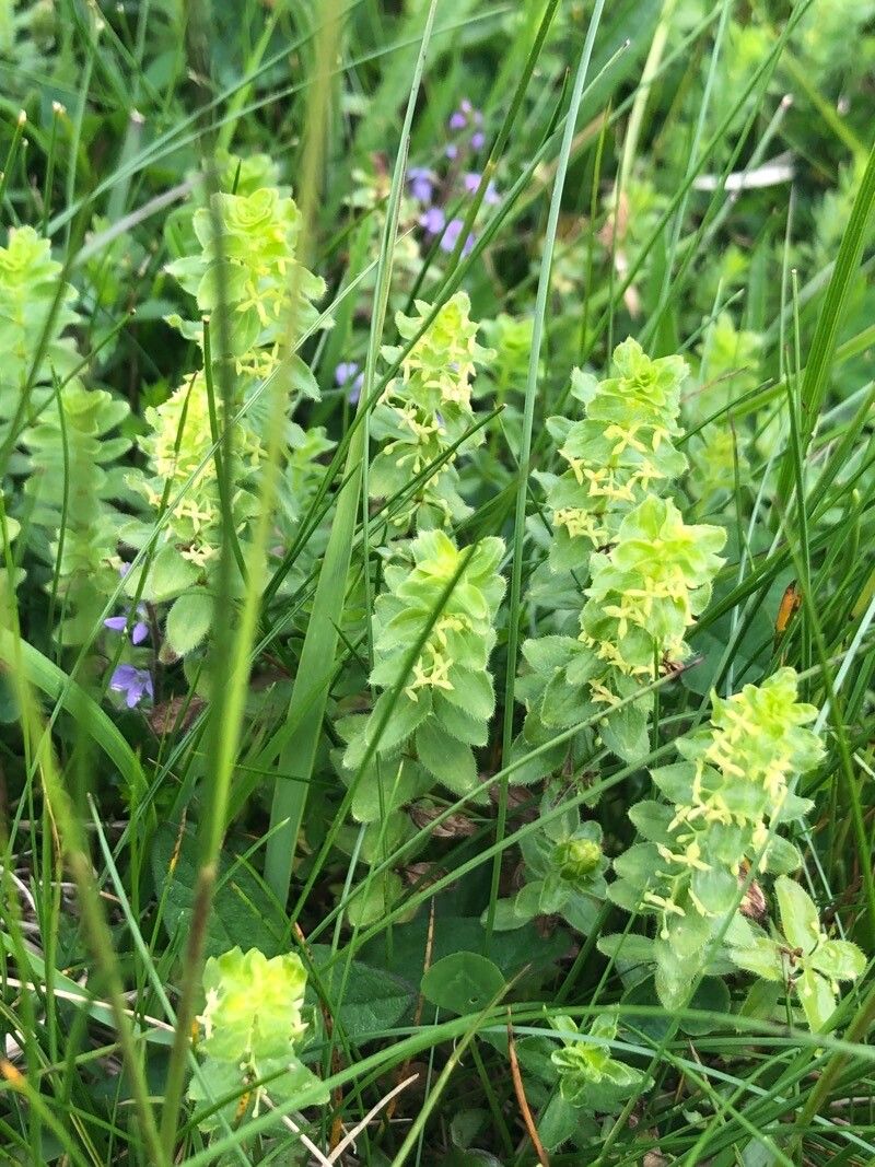 Cruciata glabra — search result for 'Kazakhstan'