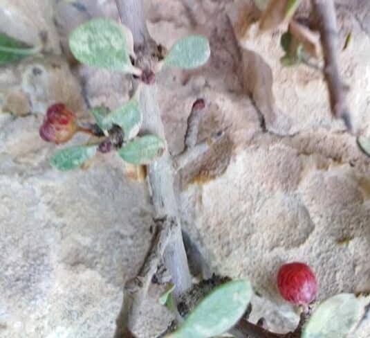 Rhamnus kurdica fruit