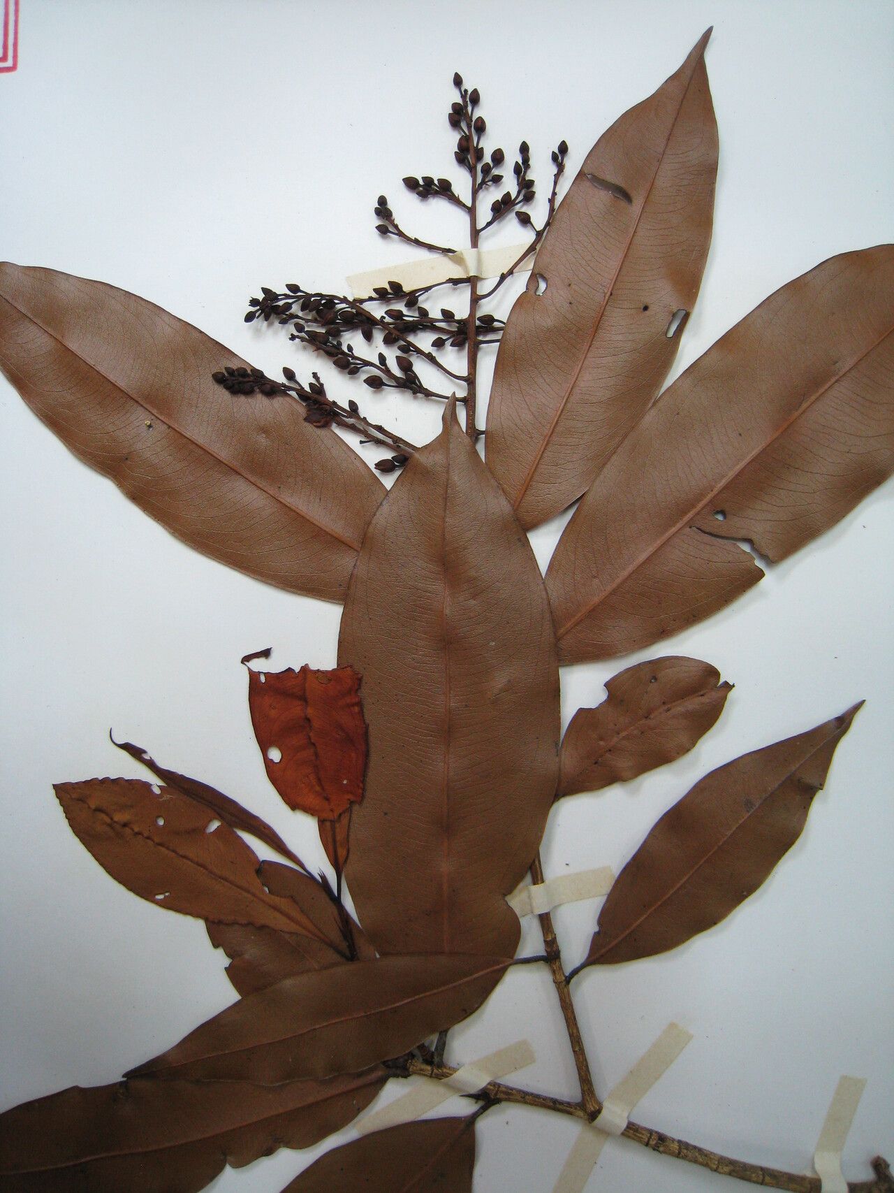 Ouratea candollei — related species from the same genus