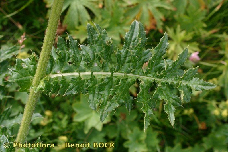 Cirsium x variegatum — search result for 'Cirsium'