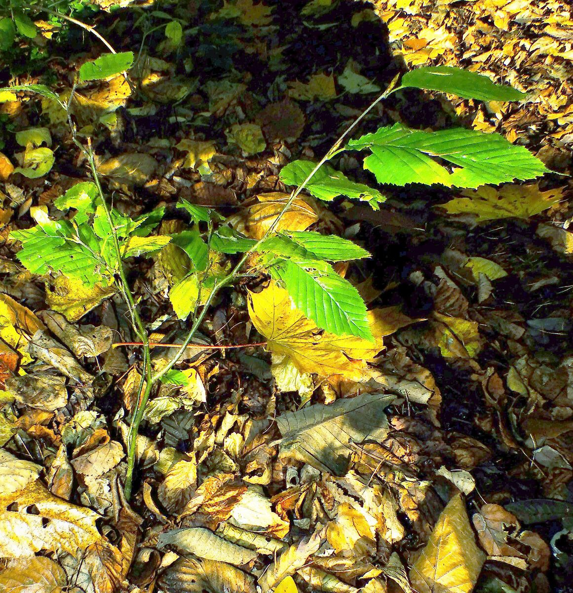 Carpinus cordata habit