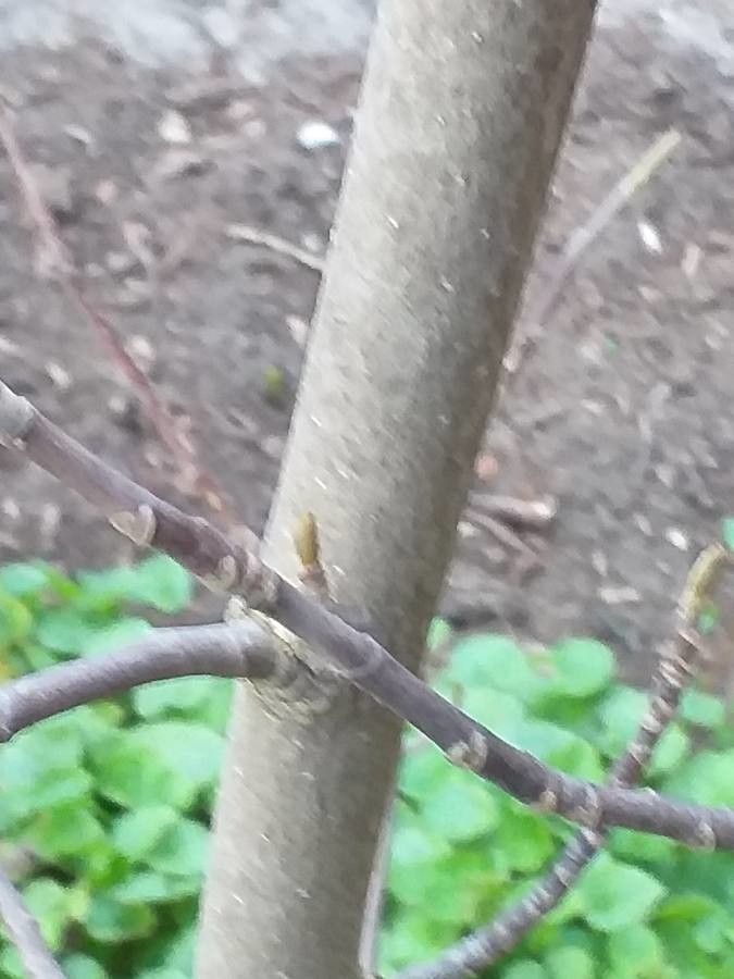 Magnolia cylindrica bark