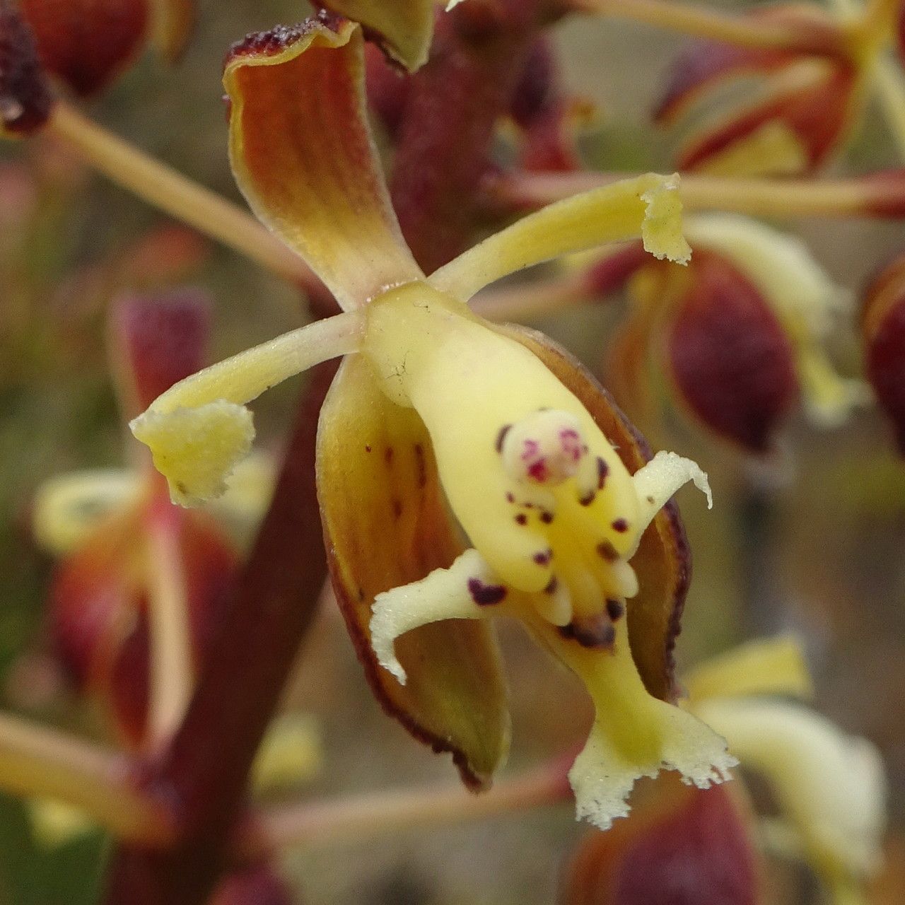 Epidendrum cylindraceum flower