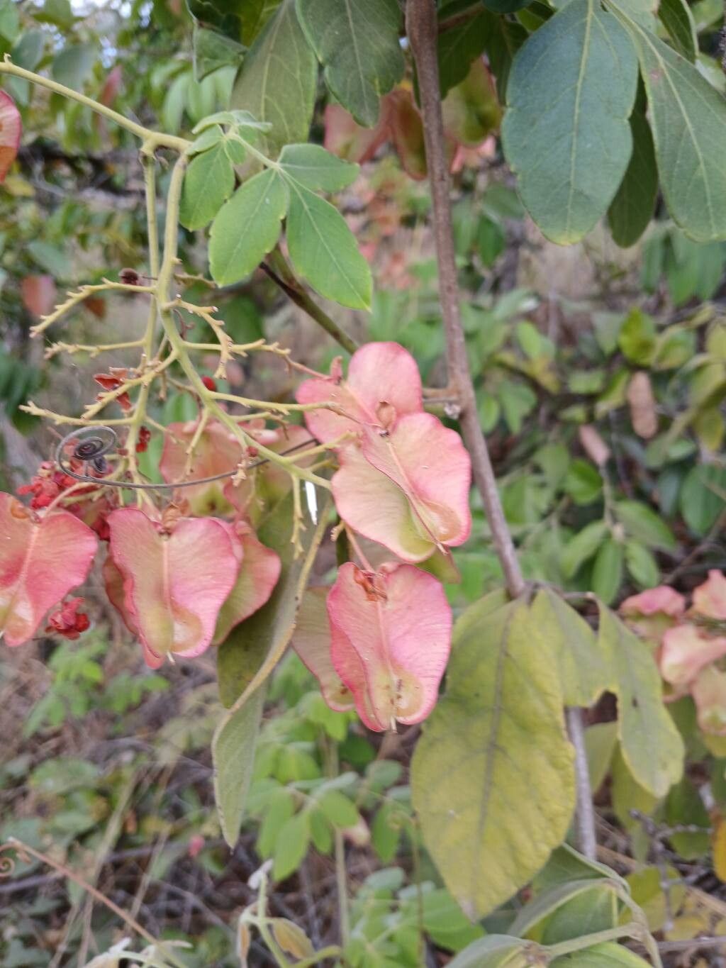 Serjania salzmanniana fruit