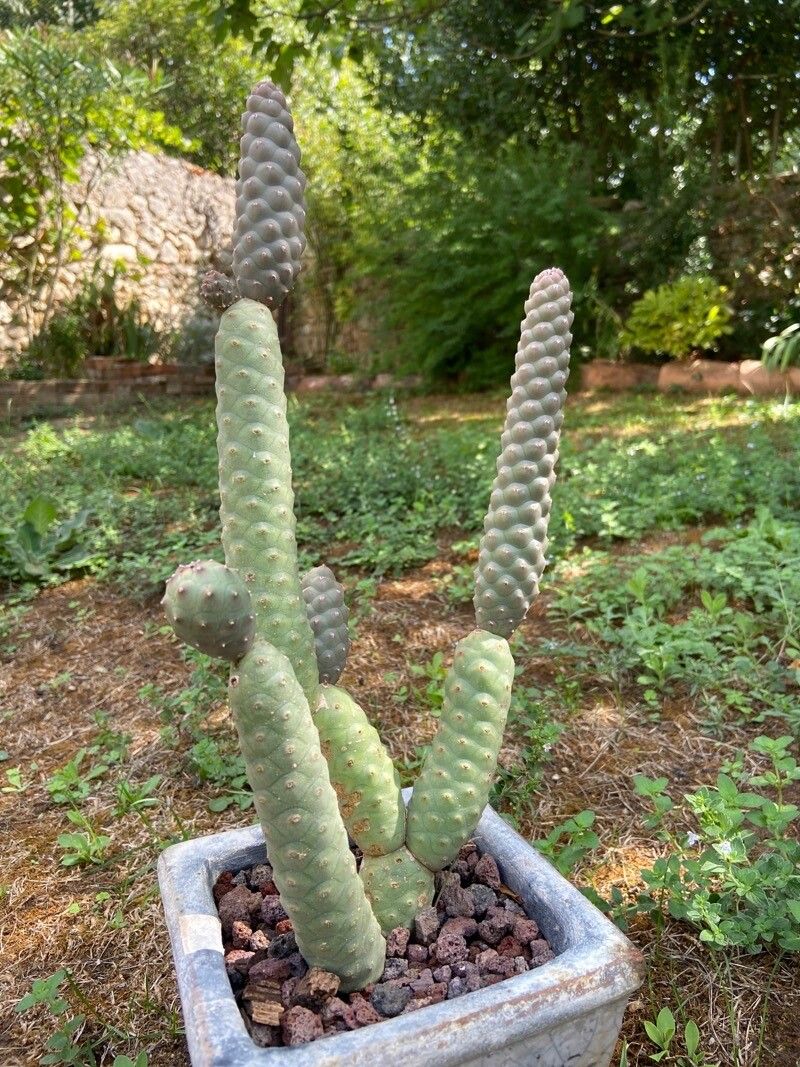Tephrocactus diademata — houseplant care guide