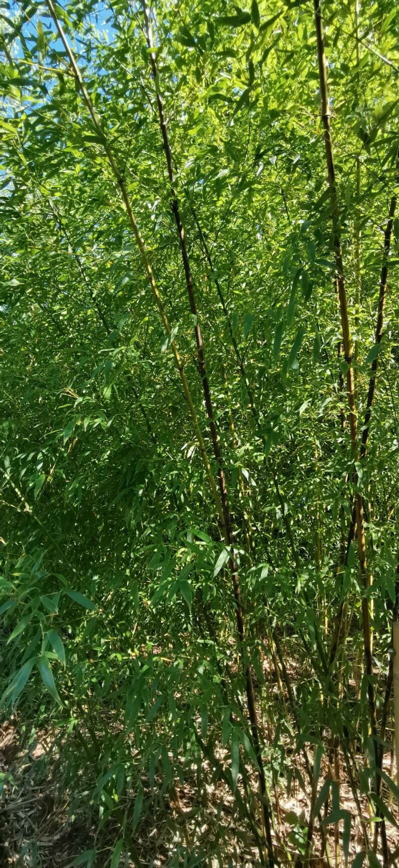 Phyllostachys flexuosa habit