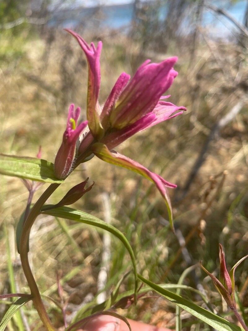 Castilleja elegans flower