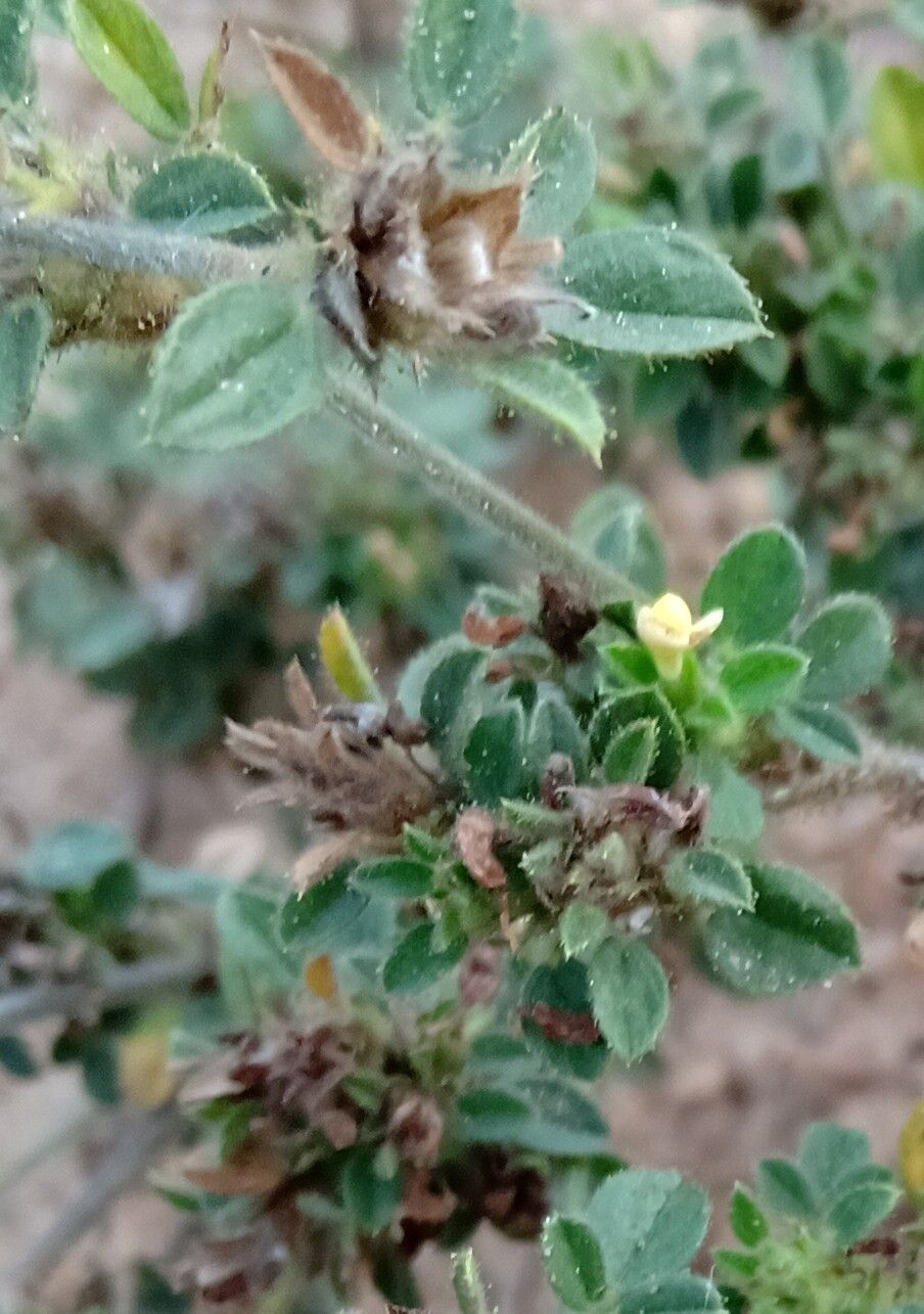 Stylosanthes viscosa leaf