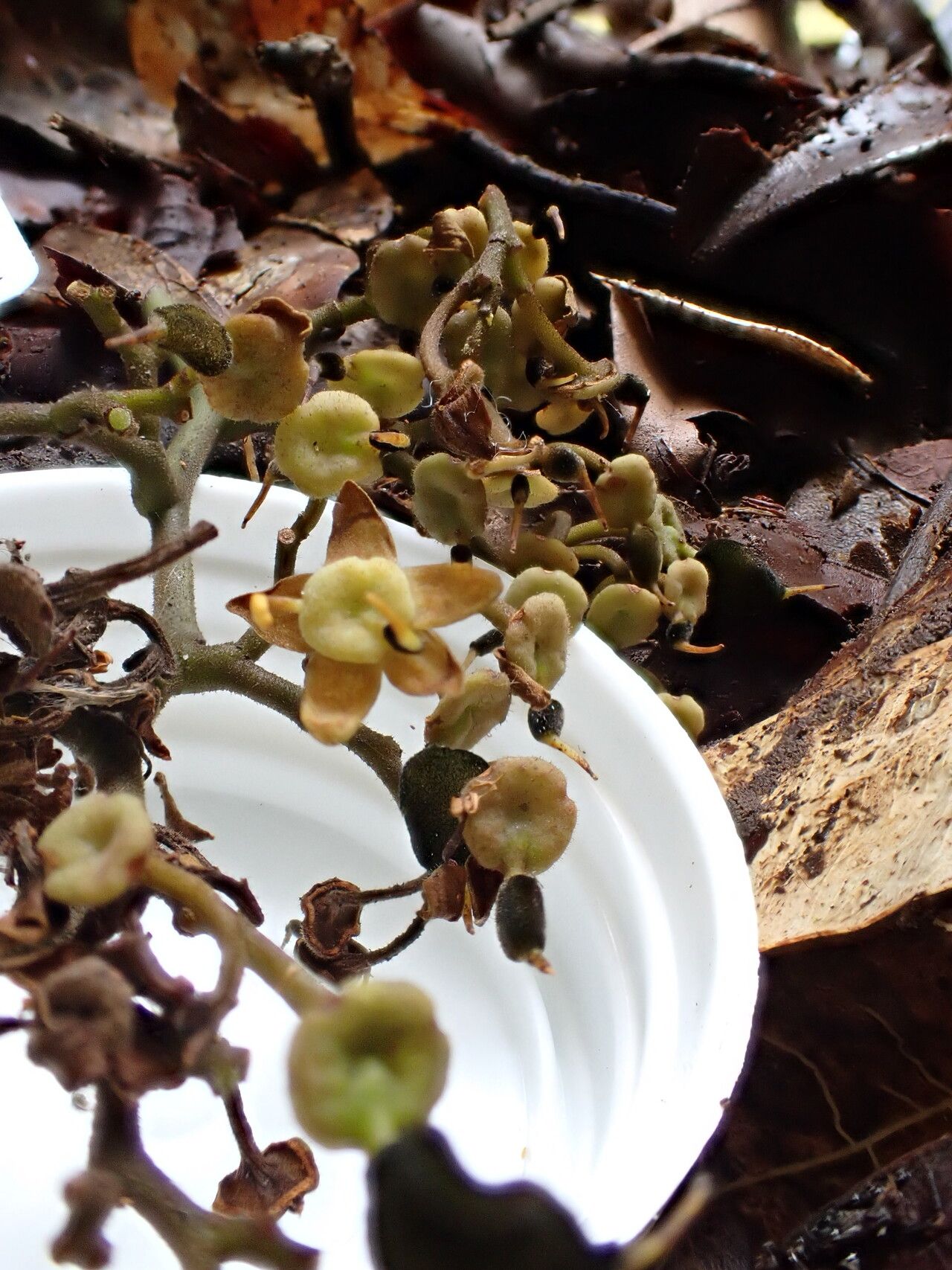 Dialium zenkeri flower