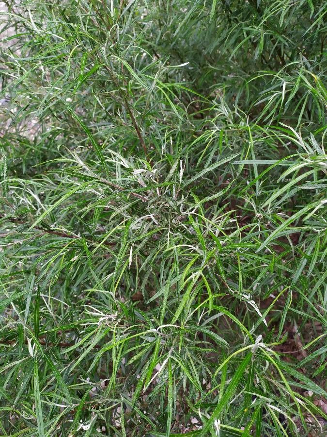 Freycinetia graminifolia leaf