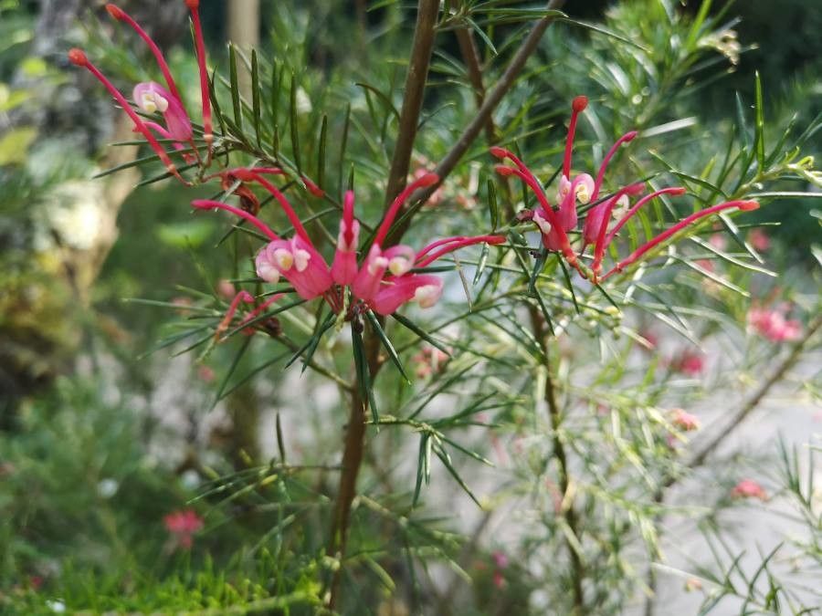 Grevillea rosmarinifolia leaf