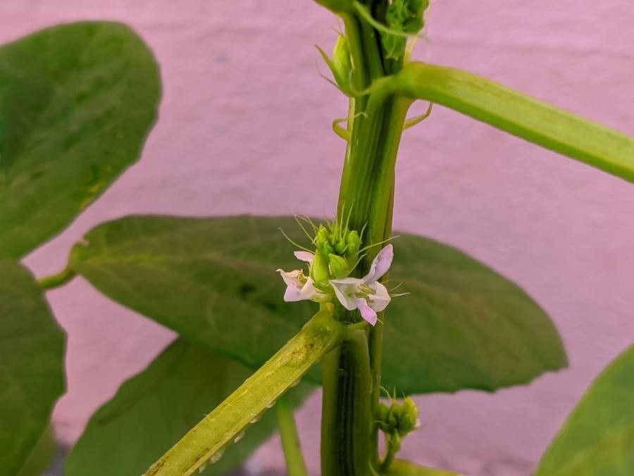 Cyamopsis tetragonoloba flower