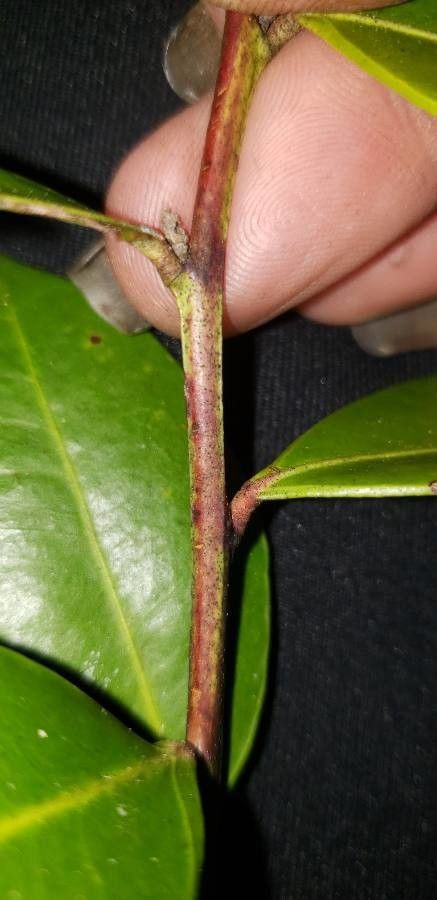 Ficus americana bark