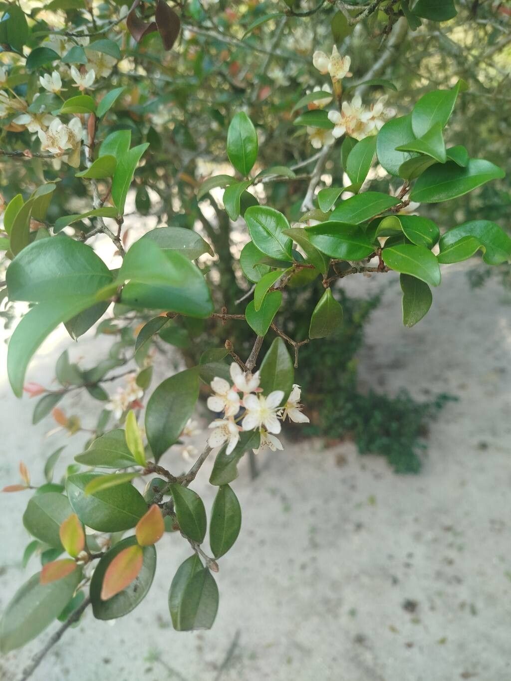Eugenia sulcata flower