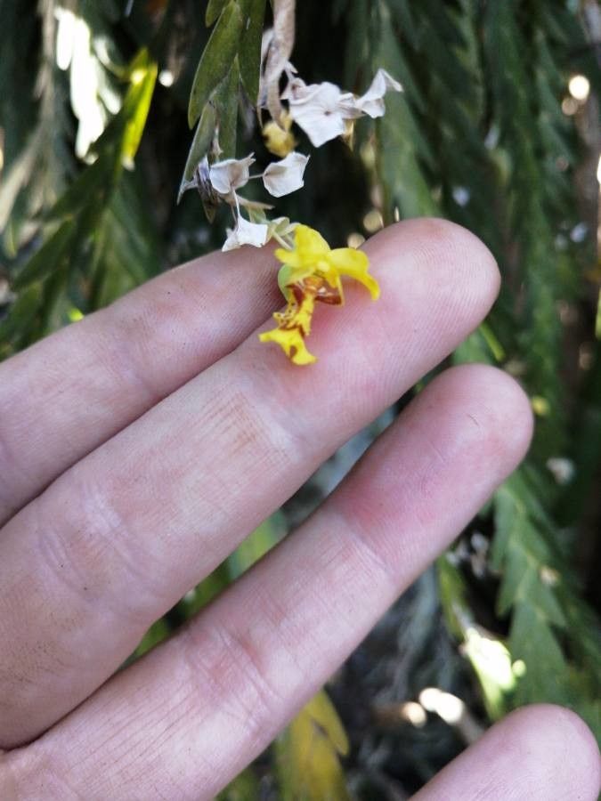 Lockhartia endresiana — related species from the same genus