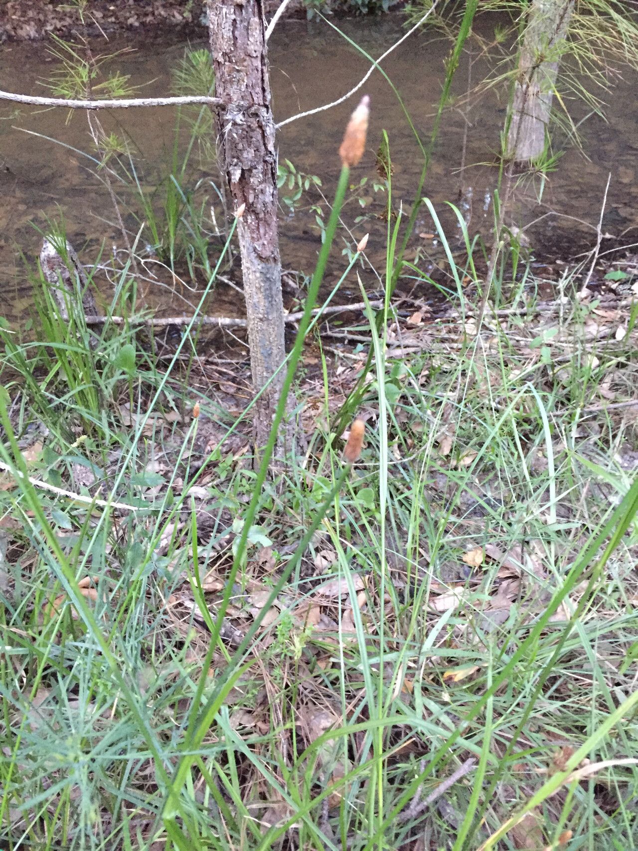 Eleocharis montana — search result for 'Eleocharis'