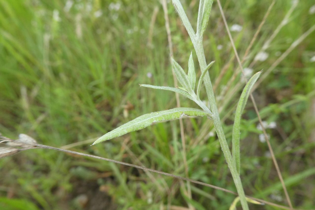 Xeranthemum annuum — houseplant care guide