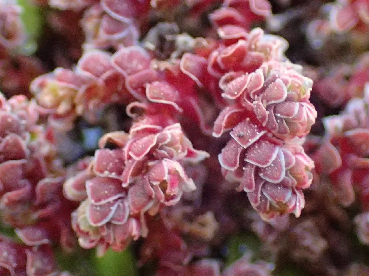 Azolla filiculoides flower