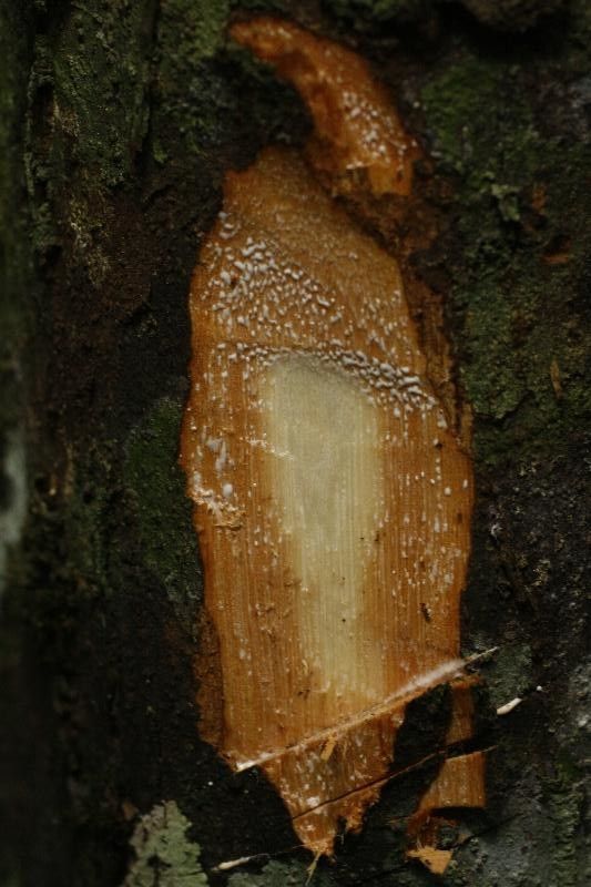 Pouteria singularis other