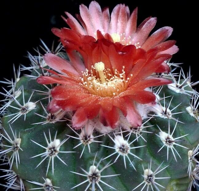 Parodia subterranea flower