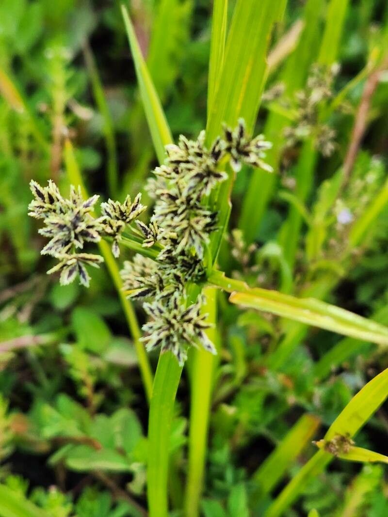 Cyperus dichrostachyus flower