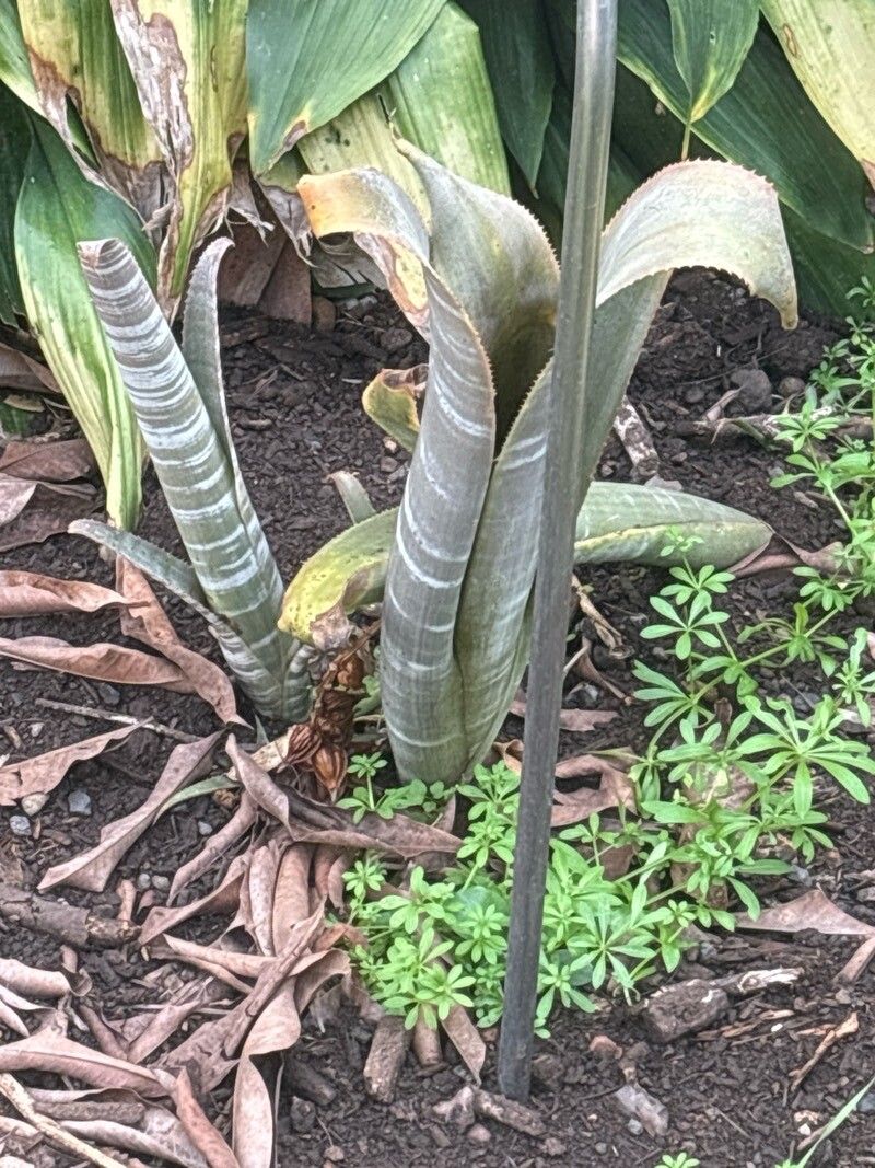 Billbergia velascana — search result for 'Billbergia'