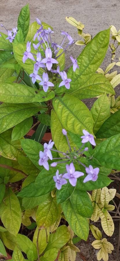 Pseuderanthemum grandiflorum leaf